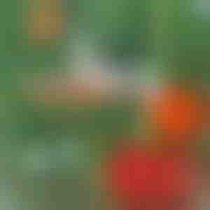 Professzionális növényi tűzőgép | PLANTBRAND