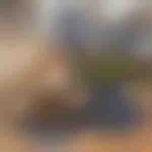 Összecsukható 2 az 1-ben tál ételhez és vízhez | WOOFDISH