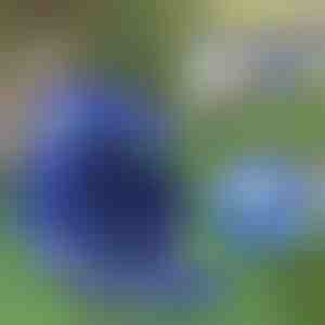 Állítható fényvisszaverő háziállat hám és póráz | LEASHNGO