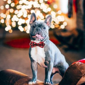 Ünnepi hópehely nyakörv háziállatoknak | DOGICOLLAR